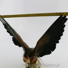 Figura orła ceramika Niemcy Hartwig&Co Porzellanfabrik Katzhütte 1933-1958, wys 36cm