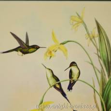 Ilustracja Spathura melanthera kolekcja ornitologiczna kolibry Francja lata 50te